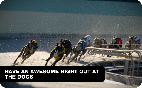 Have an awesome Night out at The Dogs